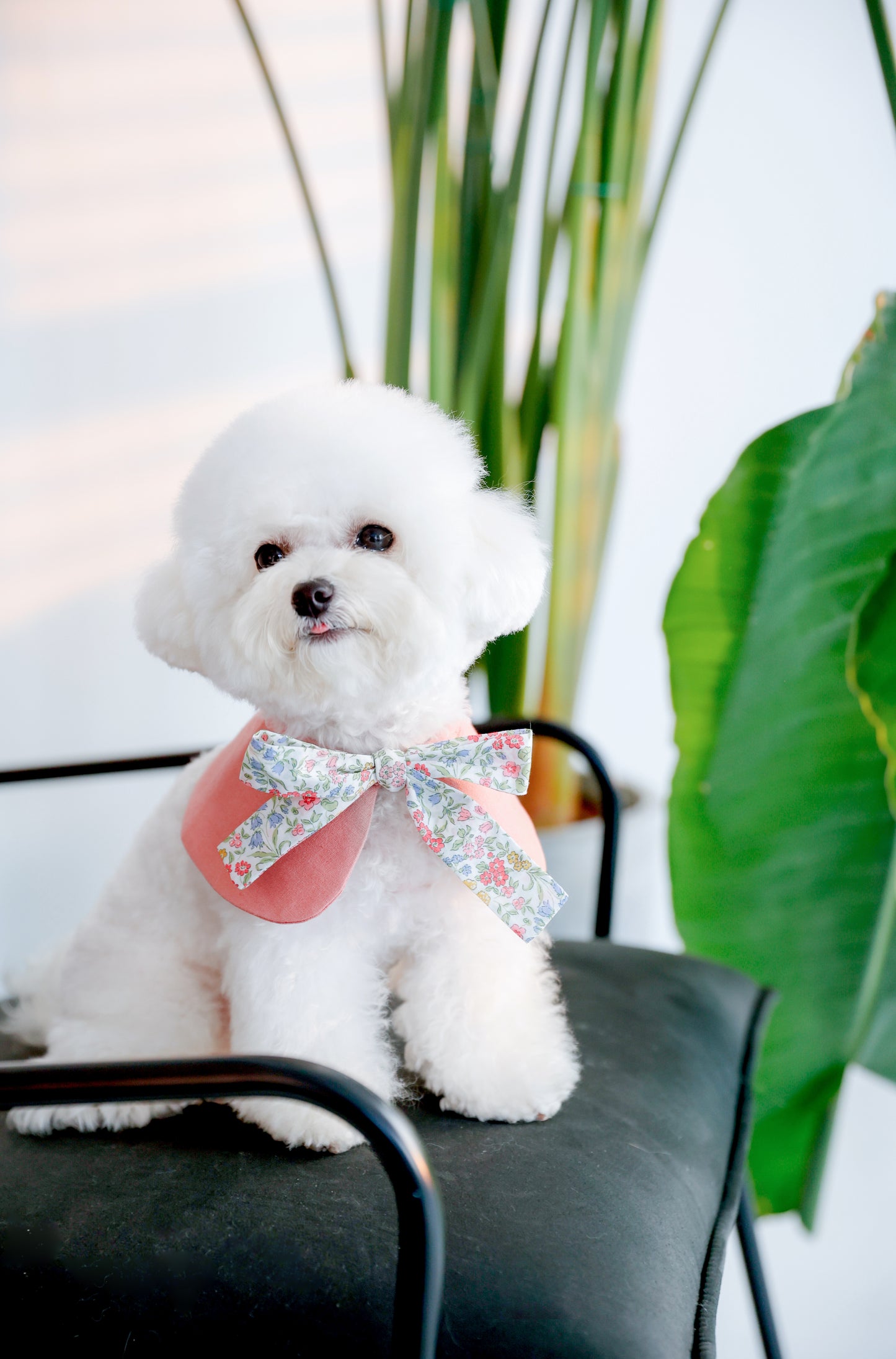 Le Sucré Liberty Tie-up Collar - Rosé